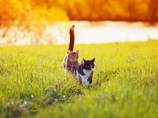 two cute beautiful pet cats walking on green grass on a summer Sunny meadow catching up with each...