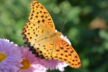 ツマグロヒョウモンのオス、小菊の花、秋、昆虫と花イメージ素材