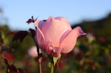 pink rose in garden