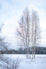 Winter scene 01