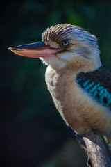 Kookaburra