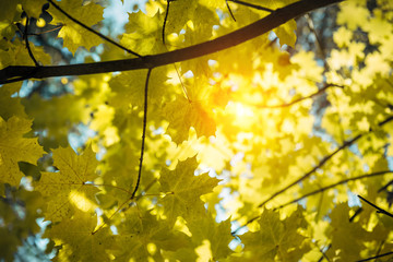 Yellow maple leaves glow in the sun on a warm autumn day. Maple branches close-up. Natural backgrounds, Wallpapers.