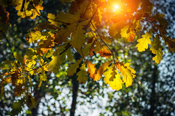 Yellow oak leaves glow in the sun on a warm autumn day. Oak branches close-up. Natural backgrounds, Wallpaper.