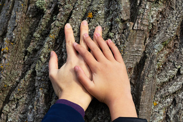 two hands on a background of tree bark.