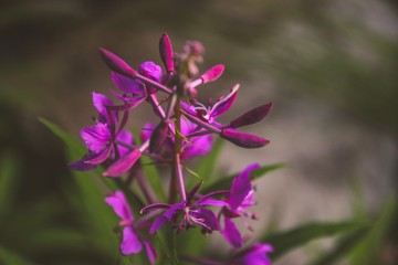 Fototapeta na wymiar Pink flower in nature, forest in Sweden.