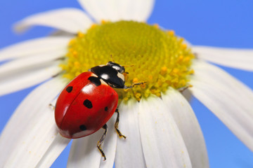 Ladybug leisurely runs on a field flower named Daisy. 