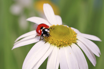 Ladybug leisurely runs on a field flower named Daisy. 