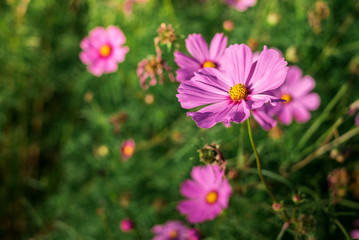 Obraz premium Cosmos Flower has two species - Cosmos bipinnatus and Cosmos sulphureus.