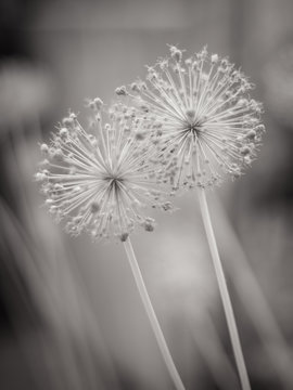 Two Round Spiky Flowers Seed Heads. Bw Photo