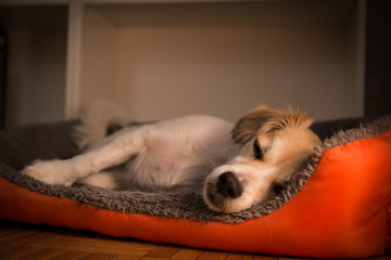Small dog laying in his bed in his orange color bed