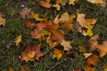 Autumn fallen leaves closeup sunlight illuminated background for design