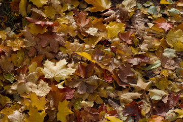 Autumn fallen leaves closeup sunlight illuminated background for design