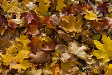 Autumn fallen leaves closeup sunlight illuminated background for design