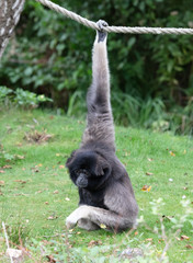 Silvery gibbon on the grass, hanging on a rope