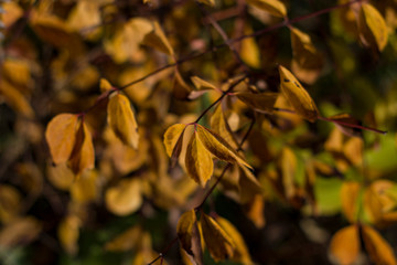 Autumn Branches close-up with small Yellow flowers, green larvae and illuminated by Sunlight