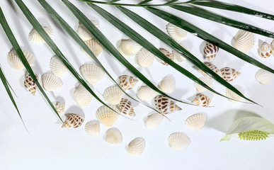 Sea shells on a white background.