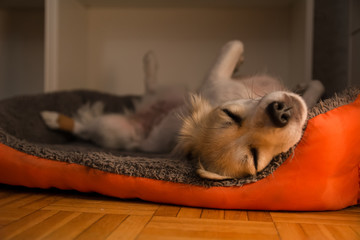 Cute small dog breed pug lying on back and sleeping