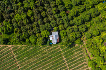 Aerial drone image of beautiful vegetable farm and paddy field pattern at Sabah, Borneo 