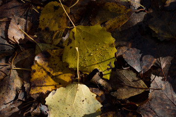 Autumn fallen leaves closeup lit by sunlight with drops of water after rain