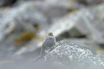 Small bird called Flamed Canastero (Asthenes flammulata) perched on a rock in the cold Andean heights. Junín - Perú