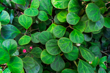 Green leaf texture. Leaf texture background. Creative layout made of green leaves. Flat lay. Nature concept.