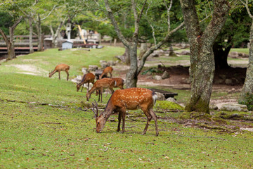 Naklejka na ściany i meble Wild deers walking around in Omoto Park, Japan