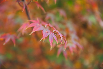 Outdoor autumn maple Japanese red maple leaf closeup，Acer palmatum atropurpureum