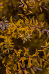  Beautiful branches with yellow red red leaves close-up on a very blurry background in the rain