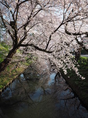 Fototapeta na wymiar 弘前さくら 水面に映る桜