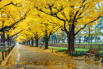 Row of yellow ginkgo tree in autumn. Autumn park in Tokyo, Japan.
