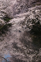 Obraz na płótnie Canvas 弘前さくら 水面に映る桜