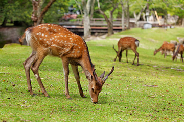 Naklejka na ściany i meble Wild deers walking around in Omoto Park, Japan