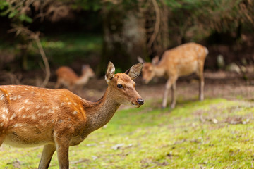 Wild deers walking around in Omoto Park, Japan