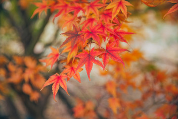 Naklejka na ściany i meble Outdoor autumn maple Japanese red maple leaf closeup，Acer palmatum atropurpureum