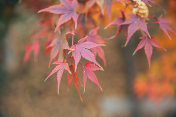Outdoor autumn maple Japanese red maple leaf closeup，Acer palmatum atropurpureum