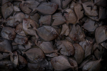 Close up top view of fresh fish at market.