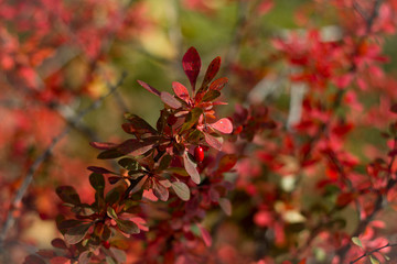 Twig closeup with red leaves on a bright blurry background on a blurry background