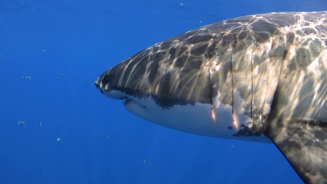 Van Dyks Bay/South Africa 4.26.2018 aerial video from white shark taken by drone camera 