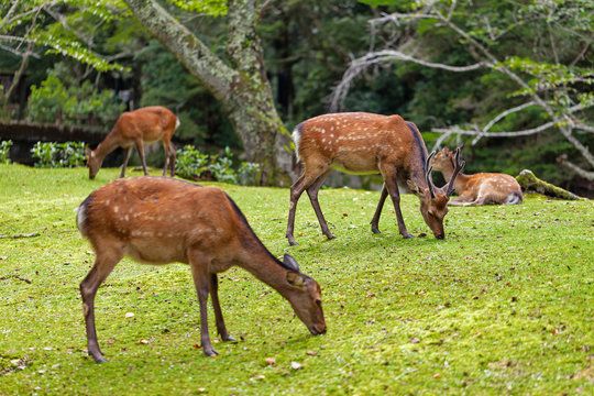 Wild deers walking around in Omoto Park, Japan © Stramyk Igor
