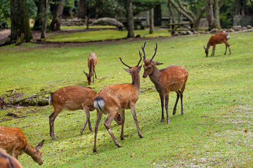 Wild deers walking around in Omoto Park, Japan