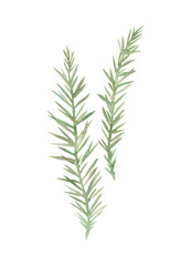Spruce. Hand painted image isolated on a white background. Watercolor illustration.