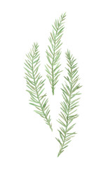 Spruce. Hand painted image isolated on a white background. Watercolour illustration.
