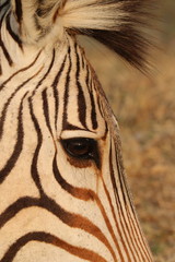 Naklejka premium Hartmanns Bergzebra Gesicht 4435