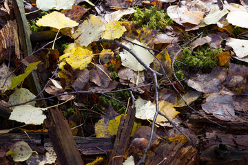 Autumn fallen leaves closeup sunlight illuminated background for design