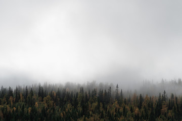 Pine forest in autumn colors and fog 1