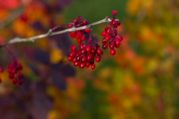 A few twig close-up with small yellow red leaves and red small berries lit by sunlight