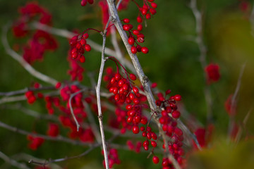 A few twig close-up with small yellow red leaves and red small berries lit by sunlight