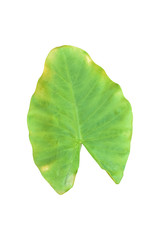 Large heart shaped green leaves of Elephant ear or taro leaf (Colocasia species) the tropical foliage plant isolated on white background, clipping path included,