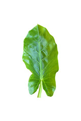 Large heart shaped green leaves of Elephant ear or taro leaf (Colocasia species) the tropical foliage plant isolated on white background, clipping path included,