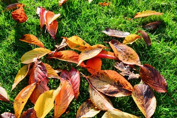 Autumn Leaves